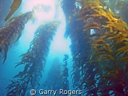 This is a great photo from about 40' down. A classic exam... by Garry Rogers 
